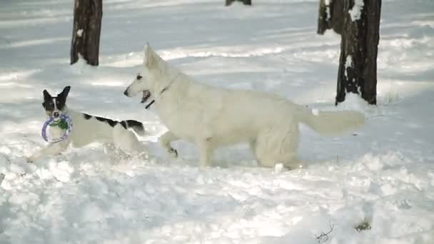 Σκύλος Τρέχει Μέσα Από Χιόνι — Αρχείο Βίντεο