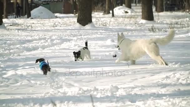 Perro Corre Por Nieve — Vídeos de Stock