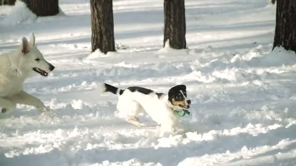 犬は雪の中を走ります — ストック動画