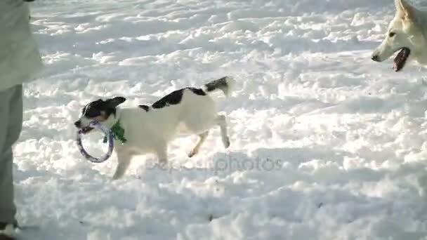 Cão Corre Através Neve — Vídeo de Stock