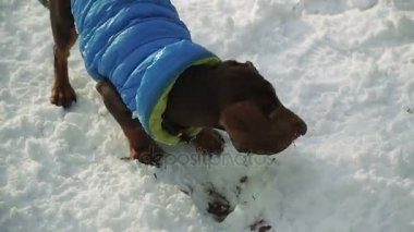 Köpek kar üzerinden çalışır