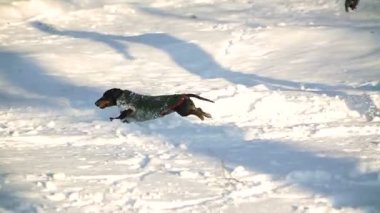 Köpek kar üzerinden çalışır