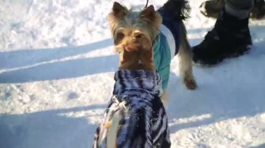 Köpek kış elbiseleri giymiş