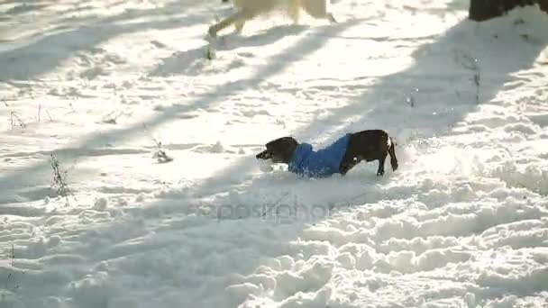 Pes Běží Přes Sníh — Stock video