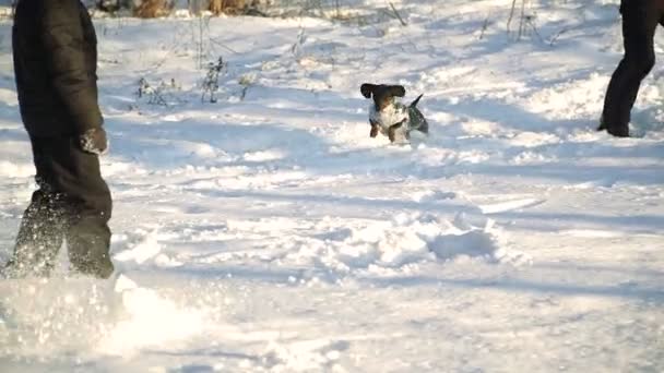 犬は雪の中を走ります — ストック動画