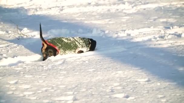 Hond Wordt Uitgevoerd Door Sneeuw — Stockvideo