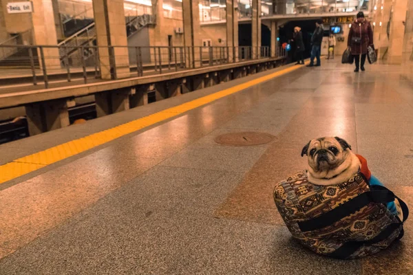 Um cão no transporte. Cão da raça Pug passeios em transporte — Fotografia de Stock