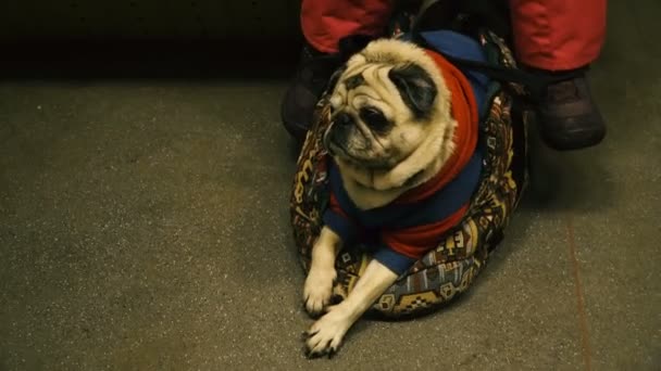 Ein Hund Transport Hund Der Rasse Mops Fährt Transport — Stockvideo