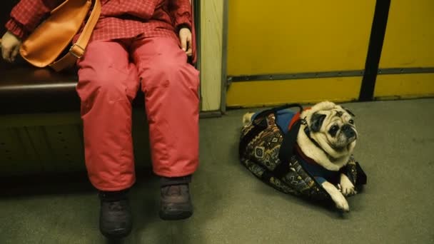 一只狗在运输 狗的哈巴狗繁殖乘坐运输 — 图库视频影像