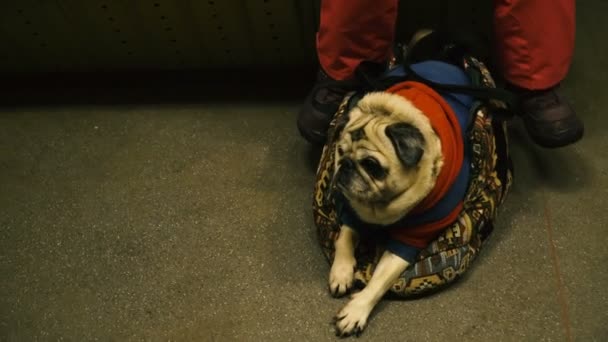 トランスポートの犬 トランスポートのパグ犬種の犬の乗り物 — ストック動画