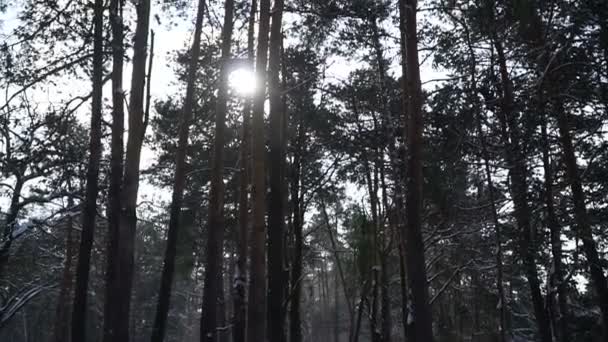 Зима Сосновый Лес Зимой — стоковое видео