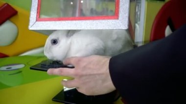 Beyaz tavşan. Tavşan kutusunun hileler için