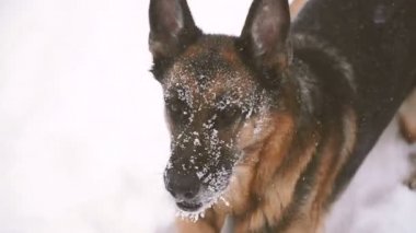 Çoban köpeği. Köpekler kar üzerinden çalıştırmak çoban doğurmak