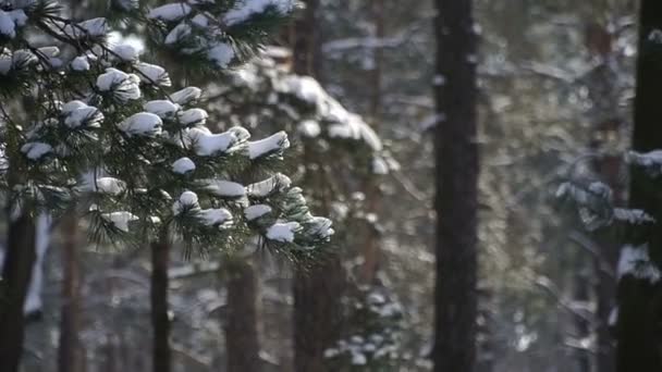 Χειμώνα Πευκόφυτο Δάσος Χειμώνα — Αρχείο Βίντεο