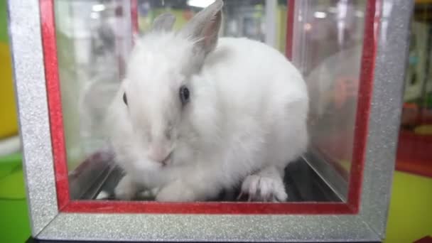 白いウサギ トリックのボックスでウサギ — ストック動画
