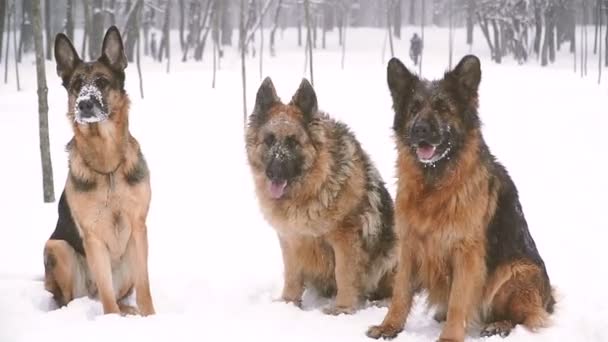 牧羊犬 シェパード犬種の犬は雪の中を実行します — ストック動画