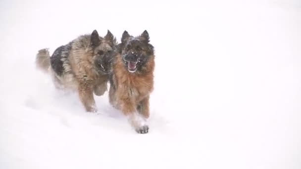 Chien de berger. Chiens de la race berger courir à travers la neige 
