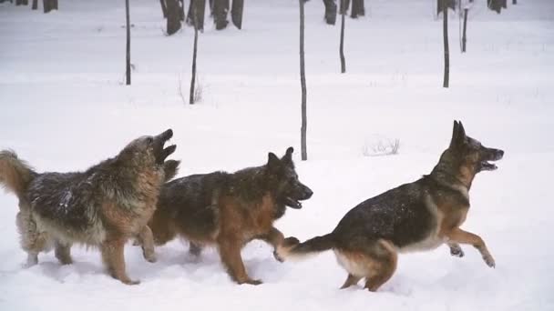 Herdershond Honden Van Het Ras Van Herder Uitvoeren Door Sneeuw — Stockvideo