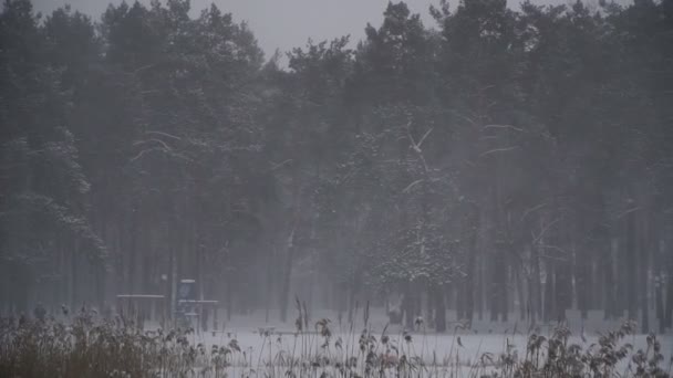 糟糕的天气 暴风雪和雪 — 图库视频影像