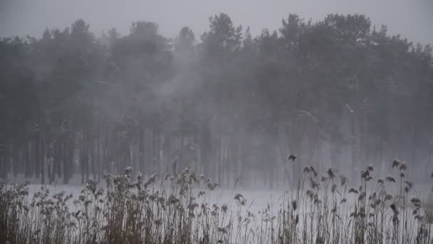 Mauvais Temps Tempête Neige Neige — Video
