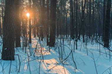 Kış. Kışın çam ormanı