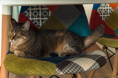 İç. Kedi bir sandalyede oturur.