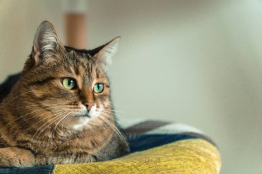 İç. Kedi bir sandalyede oturur.