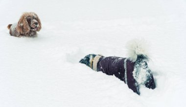 Kış. Tüm karda köpektir