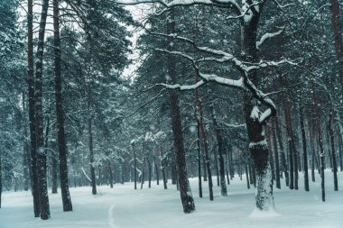 Kış. Kışın çam ormanı