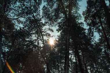 Kış. Kışın çam ormanı