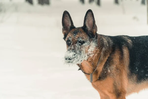 Cão pastor. Cães da raça pastor correr através da neve — Fotografia de Stock