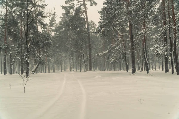 Vintern. Tallskogen i vinter — Stockfoto