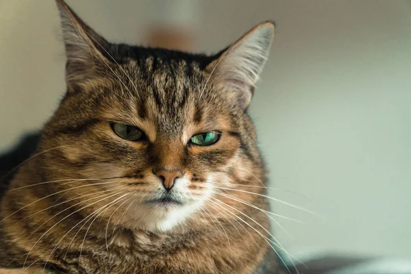 Gatto. La faccia impudente di un gatto — Foto Stock