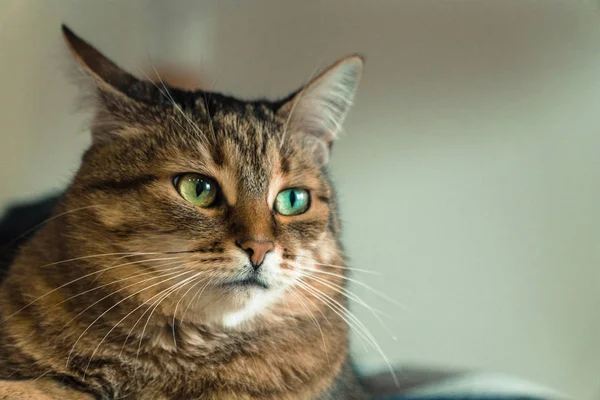 Кэт. Дерзкое лицо кошки — стоковое фото