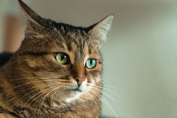 Кэт. Дерзкое лицо кошки — стоковое фото
