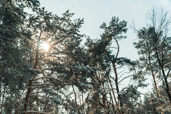 Vintern. Tallskogen i vinter — Stockfoto