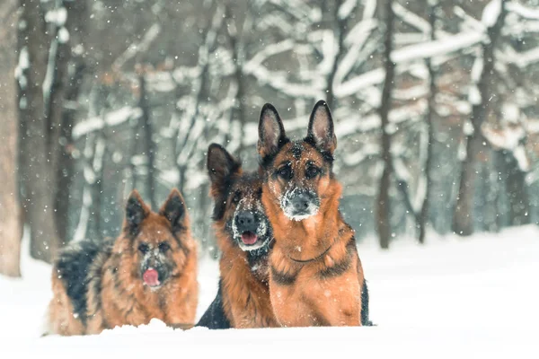 Perro pastor. Los perros de la raza pastor corren a través de la nieve — Foto de Stock