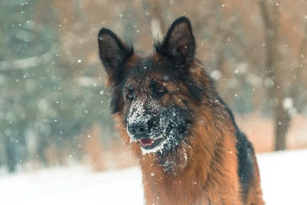 Cão pastor. Cães da raça pastor correr através da neve — Fotografia de Stock