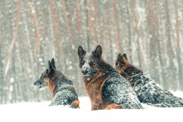 Cão pastor. Cães da raça pastor correr através da neve — Fotografia de Stock