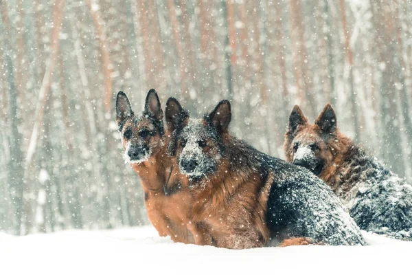 Çoban köpeği. Köpekler kar üzerinden çalıştırmak çoban doğurmak — Stok fotoğraf