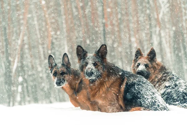 Cão pastor. Cães da raça pastor correr através da neve — Fotografia de Stock