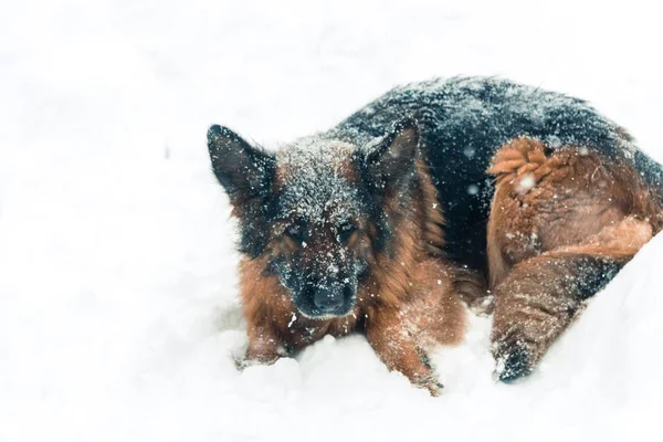 Cão pastor. Cães da raça pastor correr através da neve — Fotografia de Stock