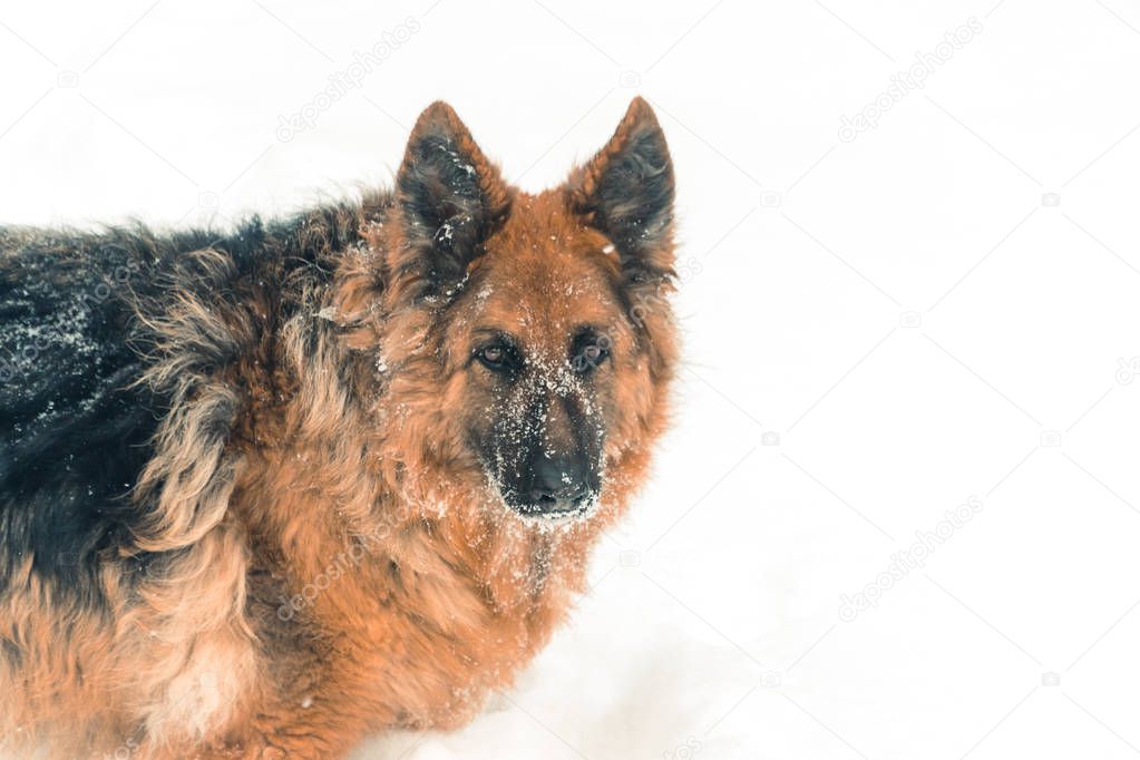 Sheepdog. Dogs of the shepherd breed run through the snow