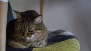 İç. Kedi bir sandalyede oturur.