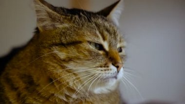 İç. Kedi bir sandalyede oturur.