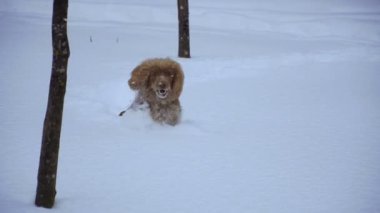 Kış. Tüm karda köpektir