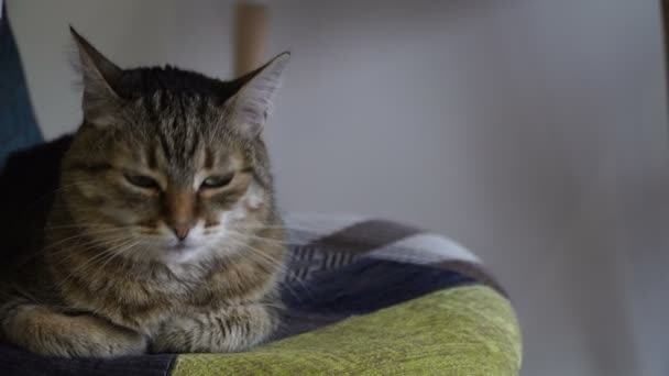 Intérieur. Le chat est assis sur une chaise .