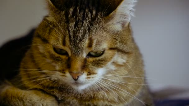 Interior Cat Sits Chair — Stock Video