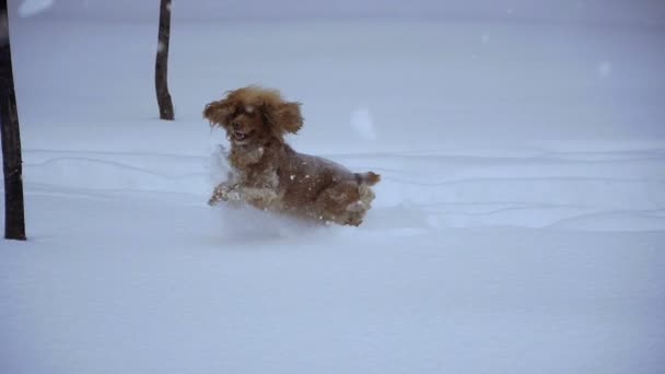 Зима Собака Вся Снегу — стоковое видео