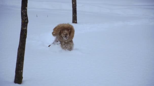 Χειμώνα Σκυλί Είναι Όλα Στο Χιόνι — Αρχείο Βίντεο